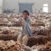Asia and smoking: when politics fails